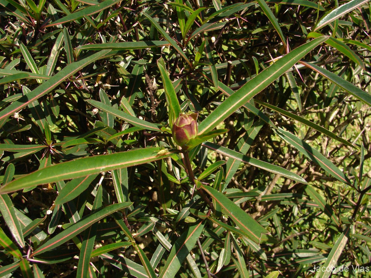 Barleria lupulina Lindl.